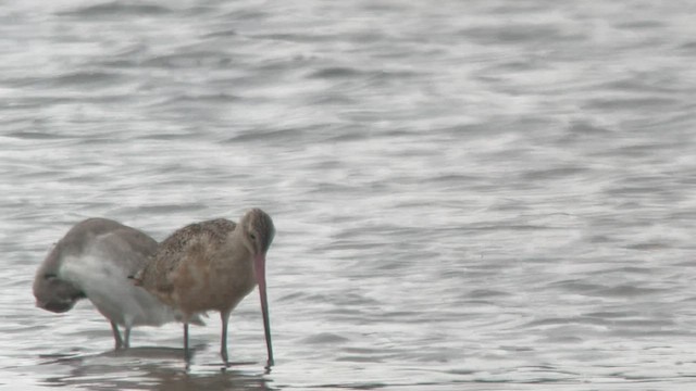 Marbled Godwit - ML608682304