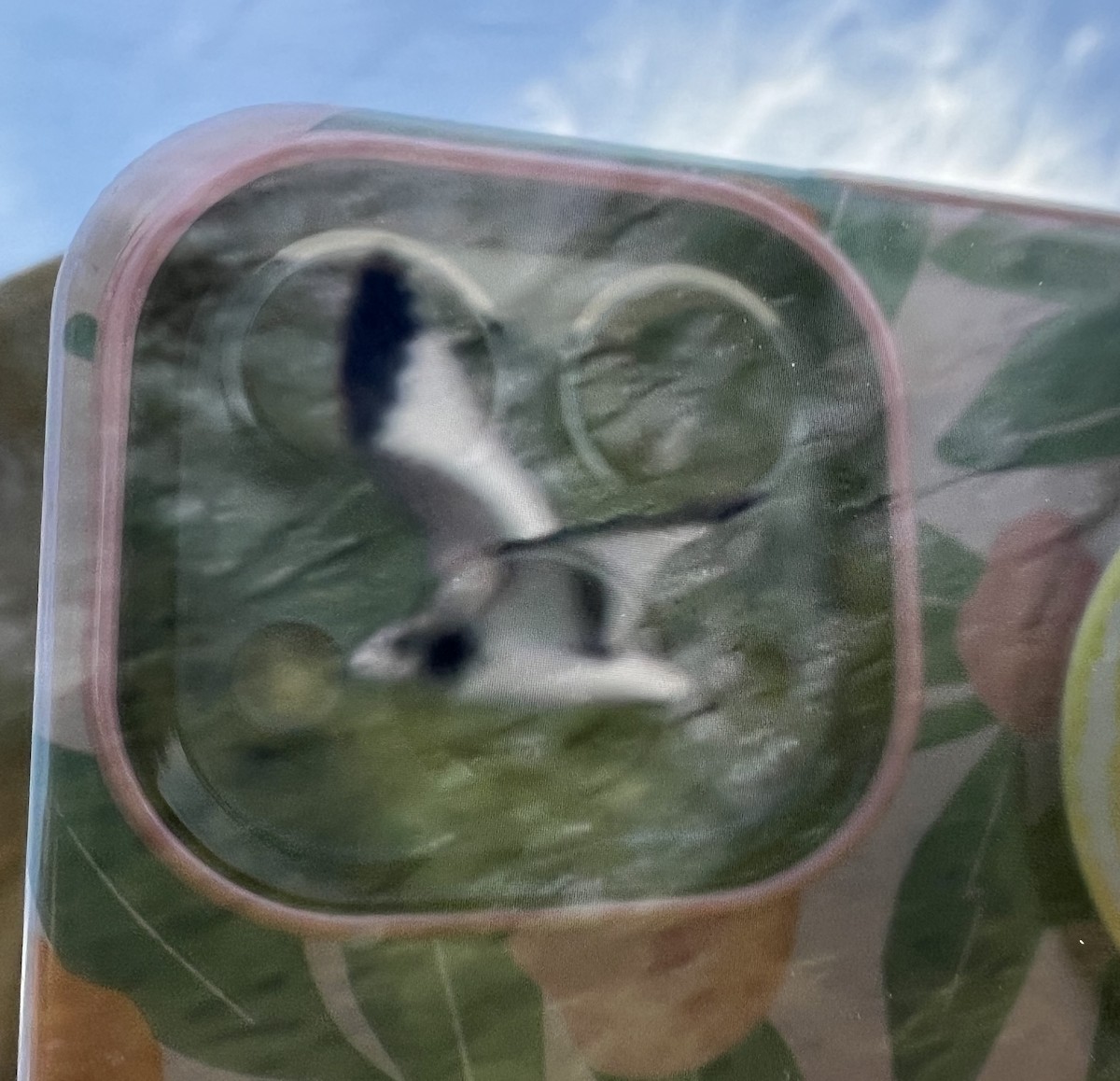 Sabine's Gull - ML608682348