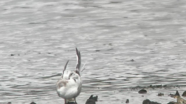 Forster's Tern - ML608682360