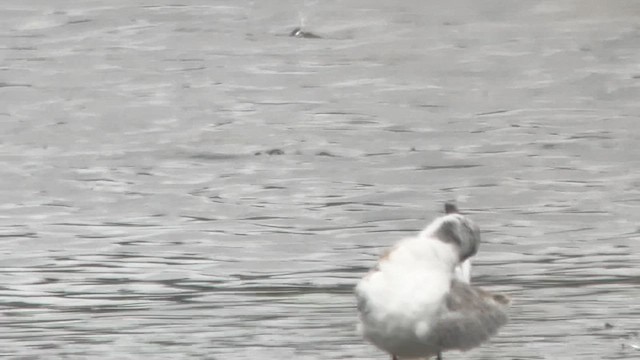 Forster's Tern - ML608682362