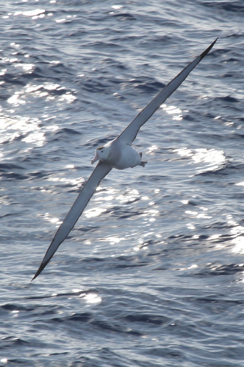 Albatros hurleur, A. de Tristan da Cunha ou A. des Antipodes - ML608682385