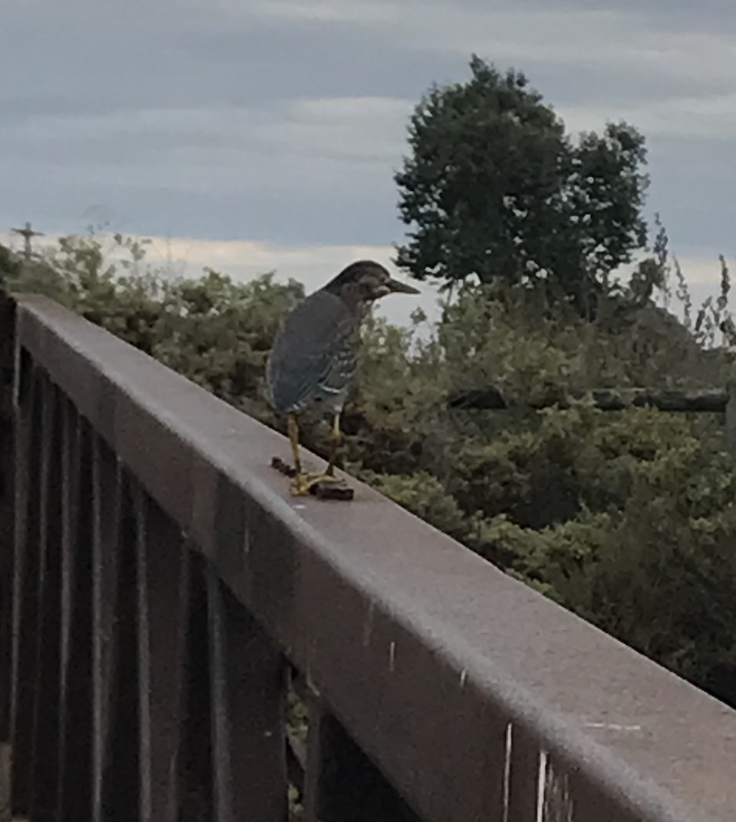 Green Heron - ML608682388