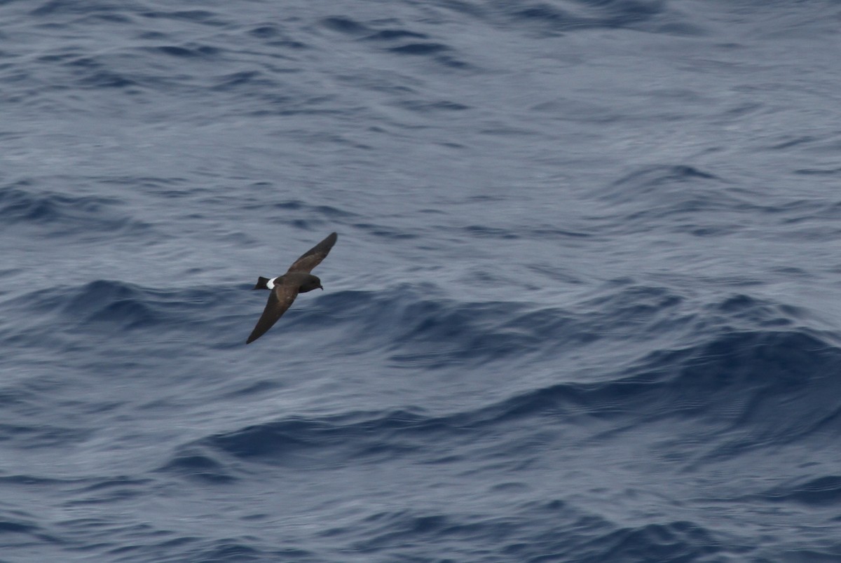 Wilson's Storm-Petrel - ML608682409