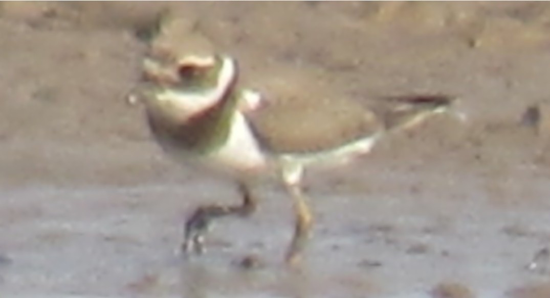 Common Ringed Plover - ML608682422