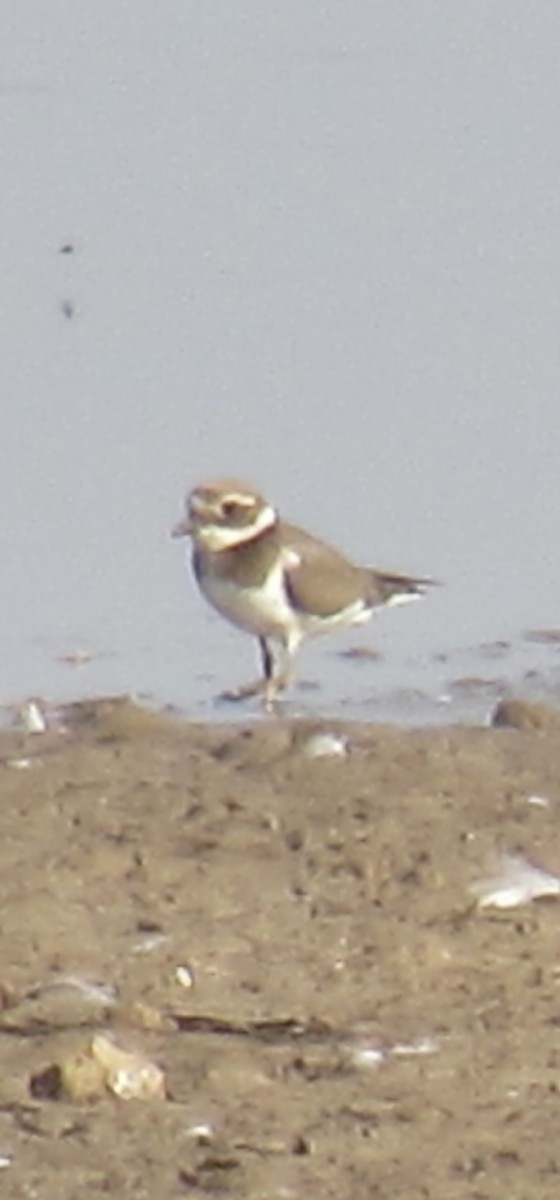 Common Ringed Plover - ML608682423