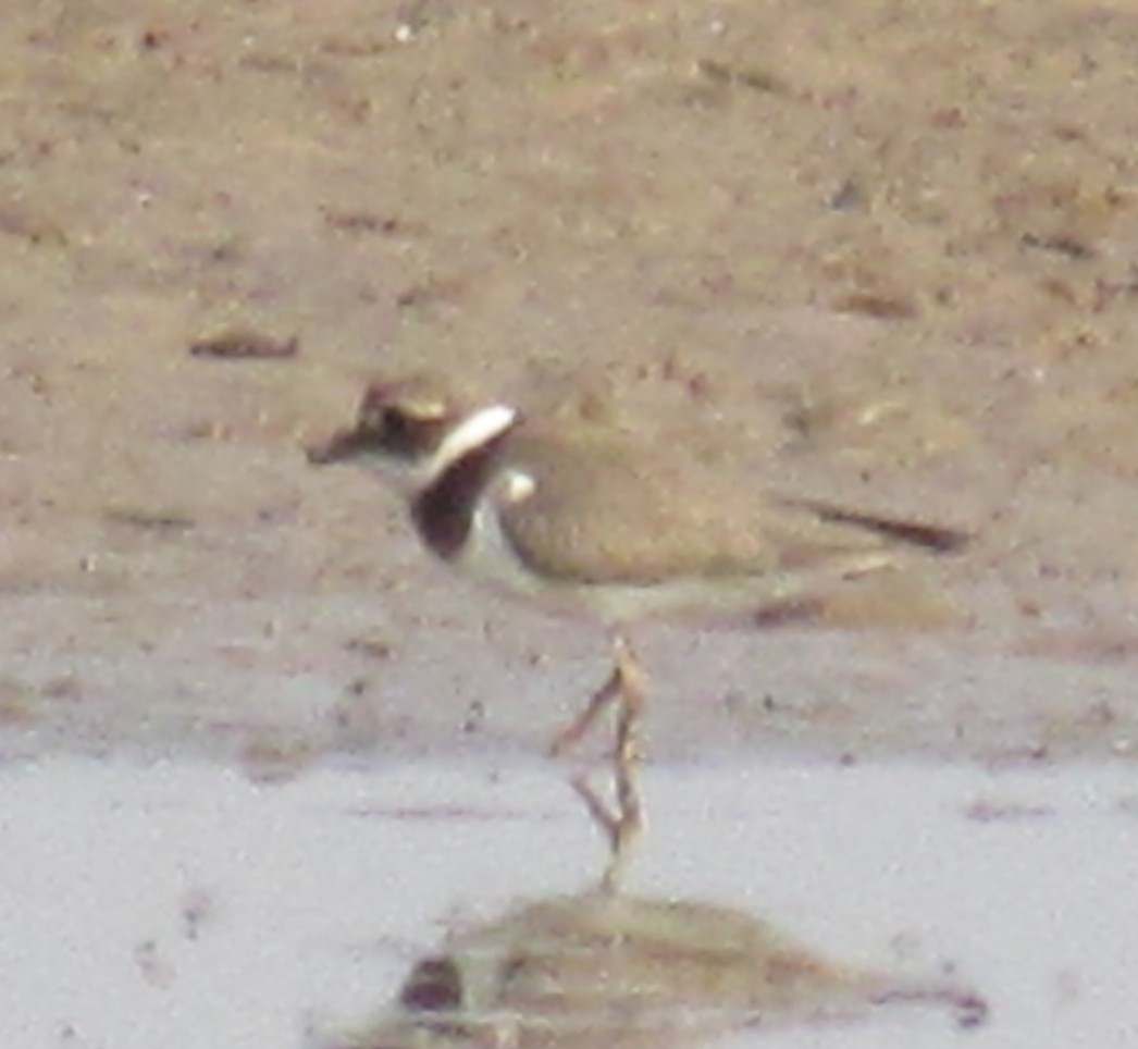 Common Ringed Plover - ML608682424