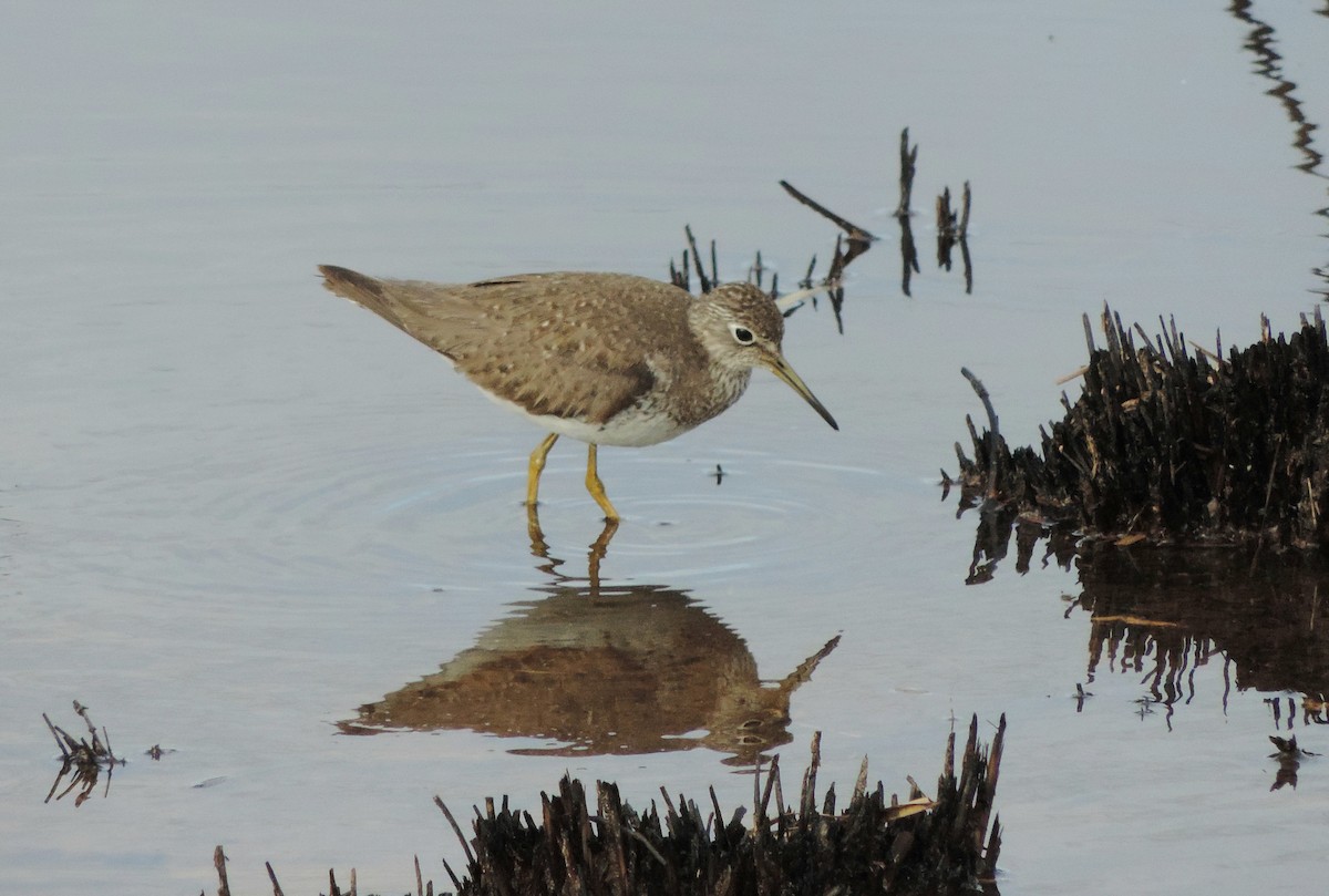 Solitary Sandpiper - ML608682662