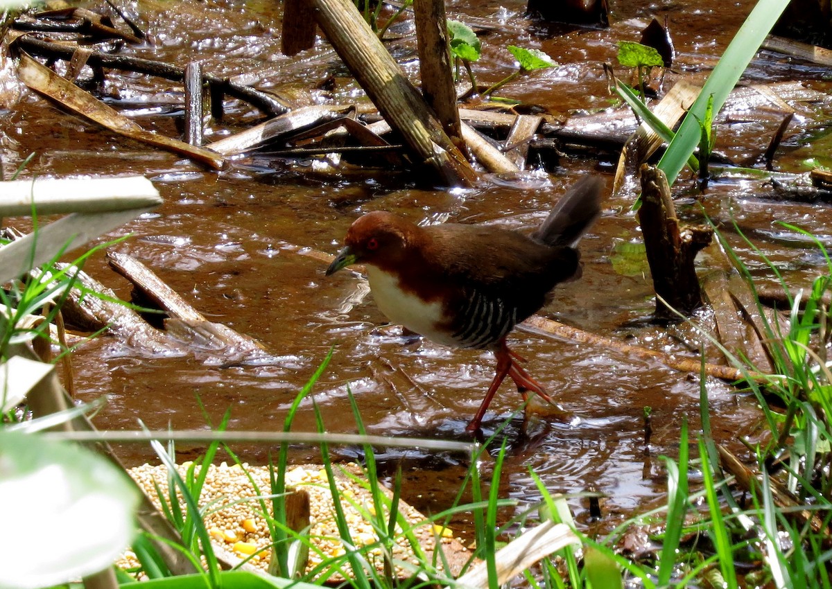 Red-and-white Crake - Bob Curry
