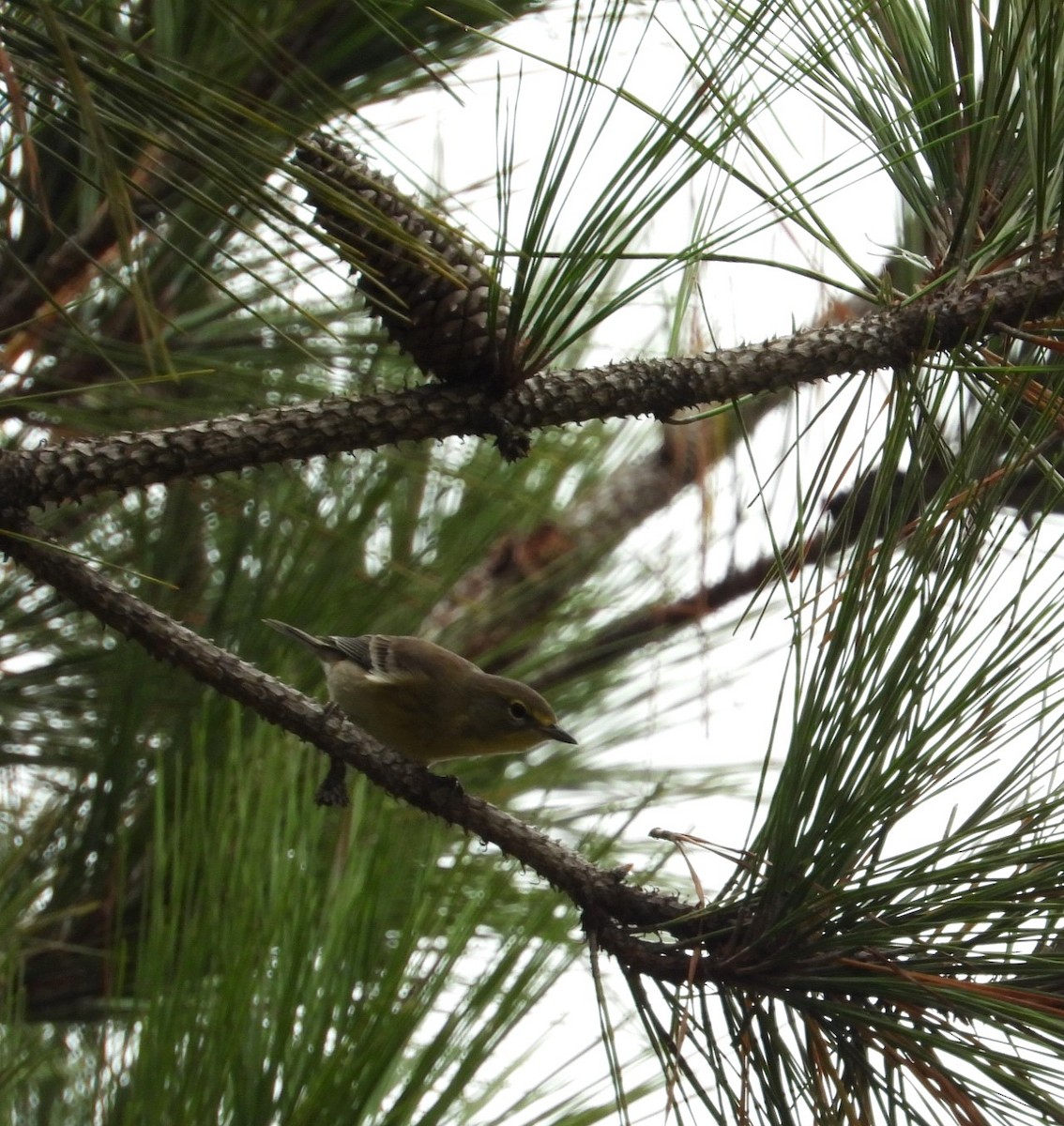 Pine Warbler - ML608682781