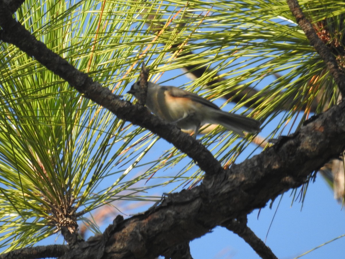 Tufted Titmouse - ML608682870