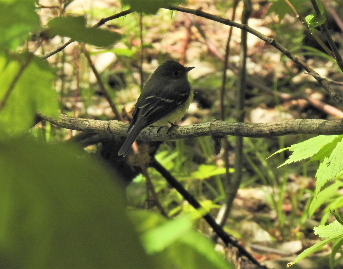 Yellow-bellied Flycatcher - ML608682871