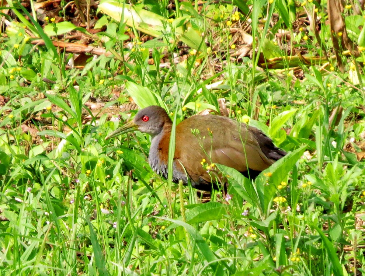 Slaty-breasted Wood-Rail - ML608682874