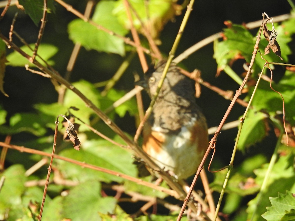 Eastern Towhee - ML608682875