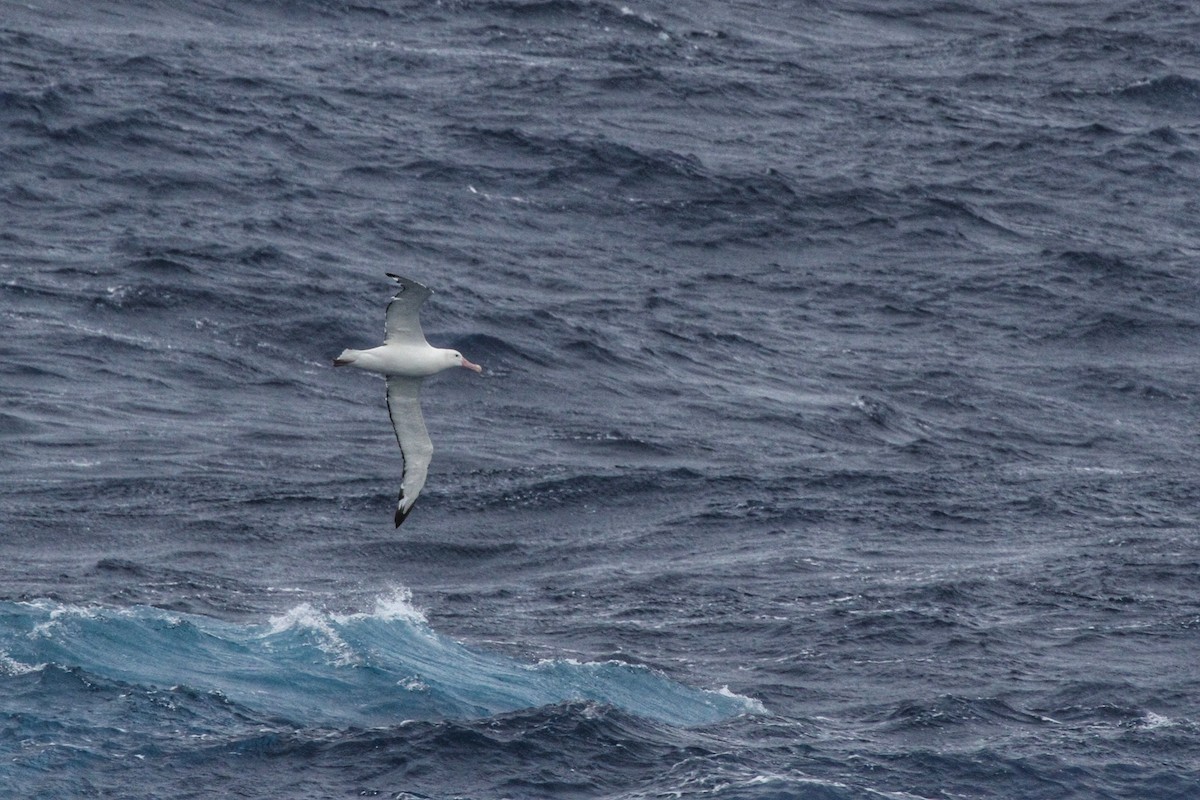 Albatros hurleur, A. de Tristan da Cunha ou A. des Antipodes - ML608682925