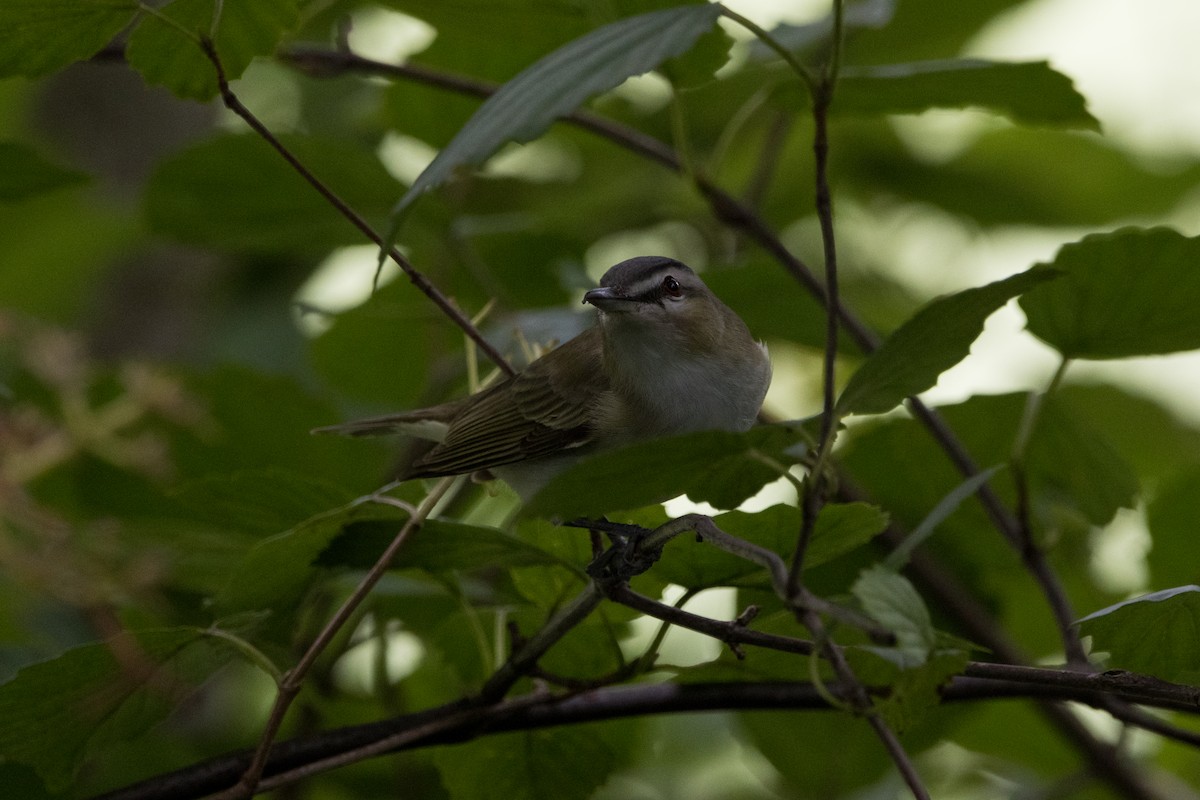 Red-eyed Vireo - ML608682978