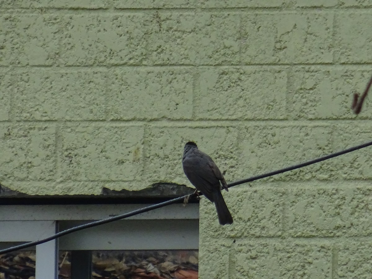 Bulbul de Gran Comora - ML608683021