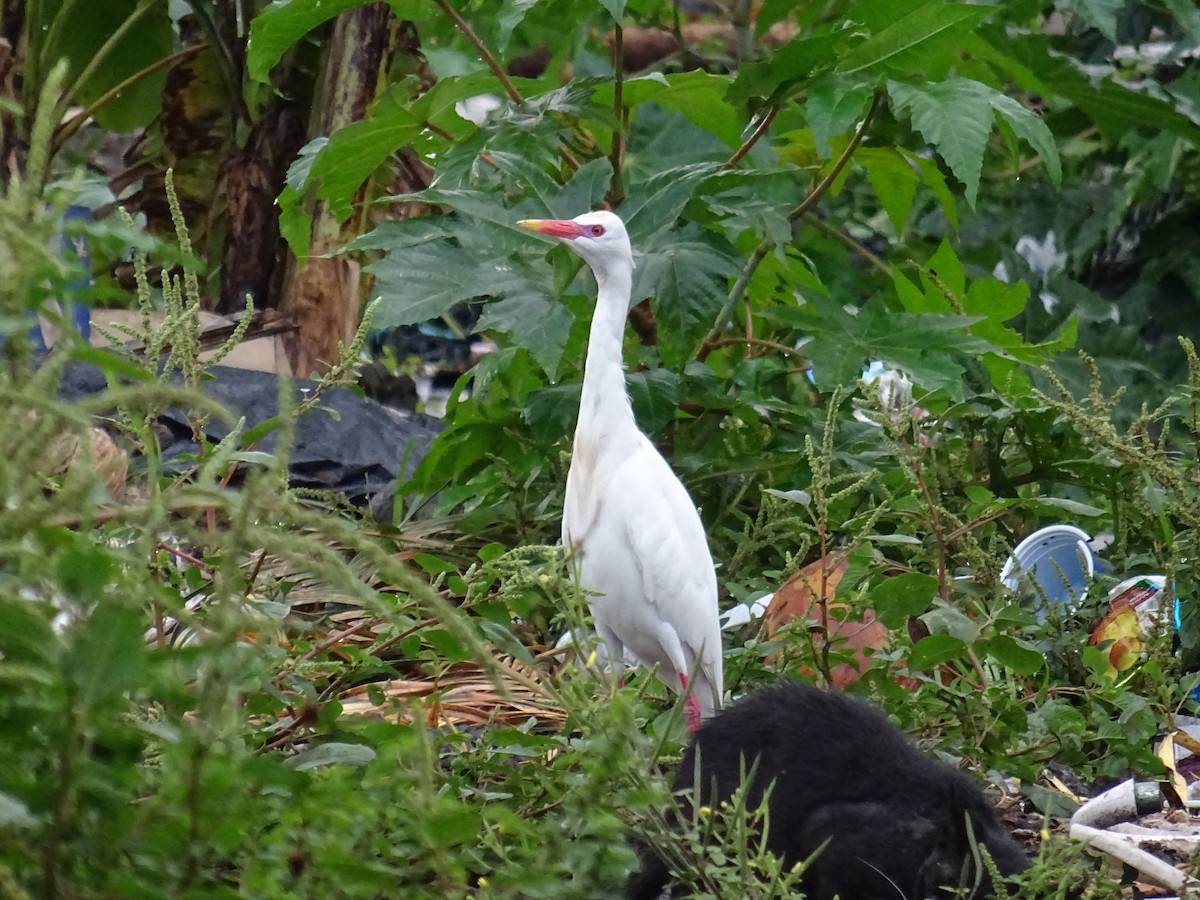 Чапля єгипетська (підвид ibis) - ML608683069