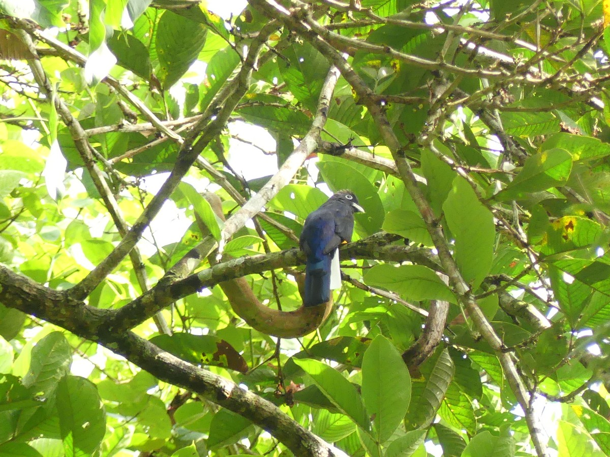 White-tailed Trogon - ML608683122