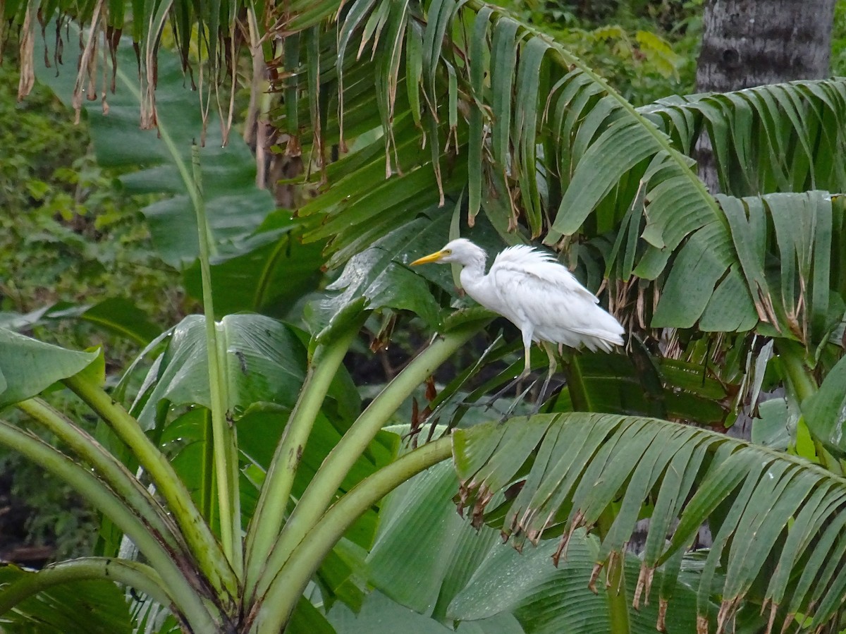 Western Cattle Egret - ML608683169