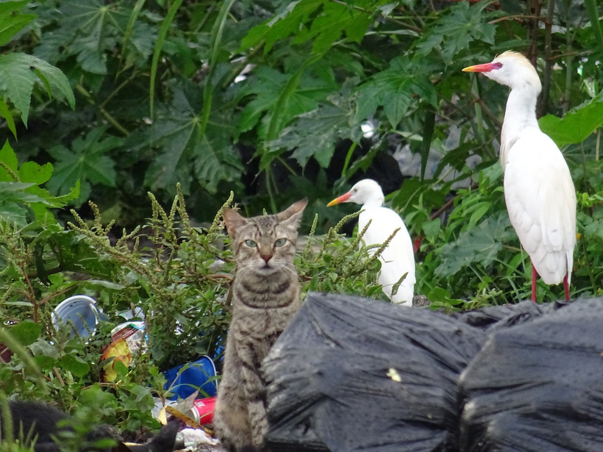 Western Cattle Egret - ML608683174