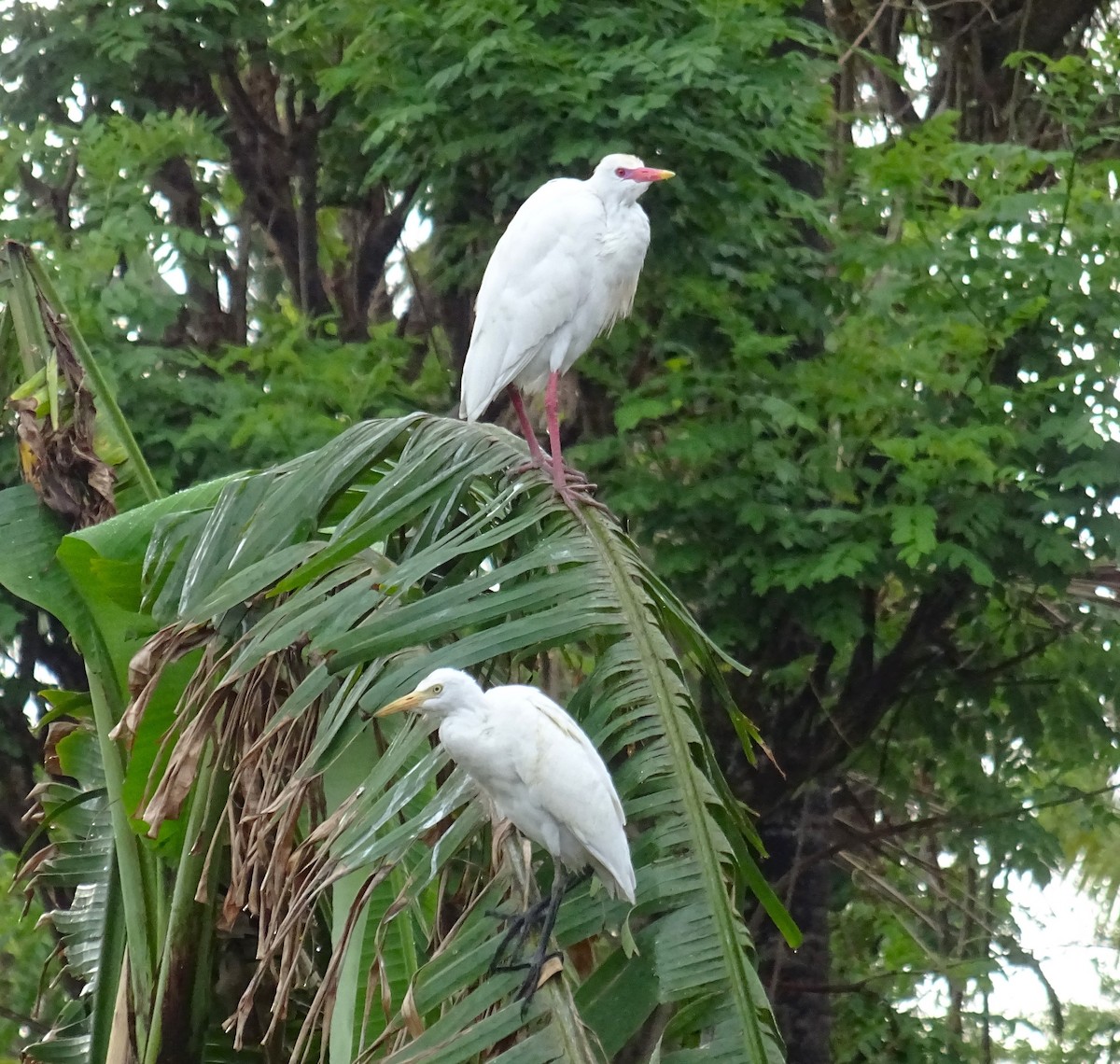 Western Cattle Egret - ML608683178