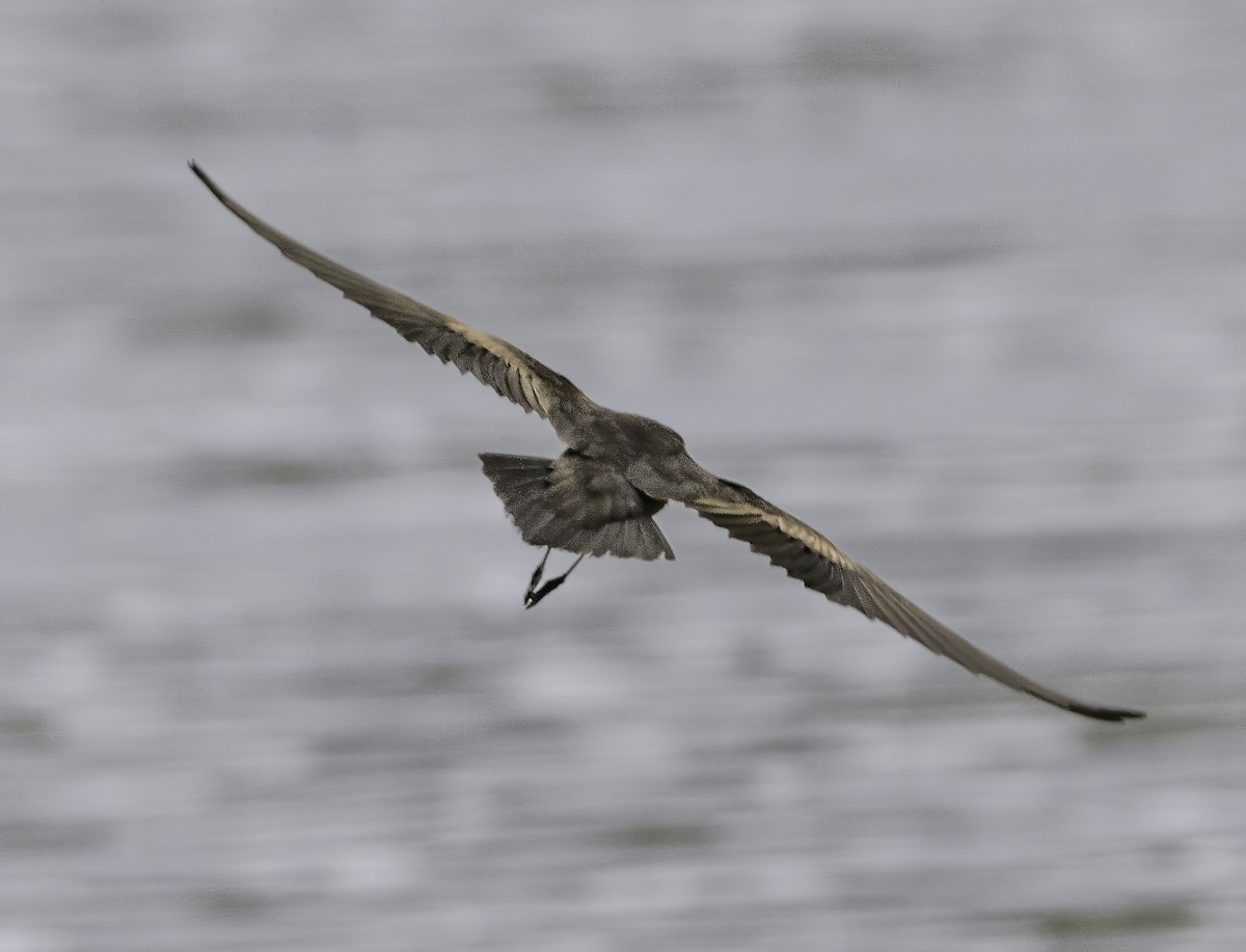 Least Storm-Petrel - ML608683220