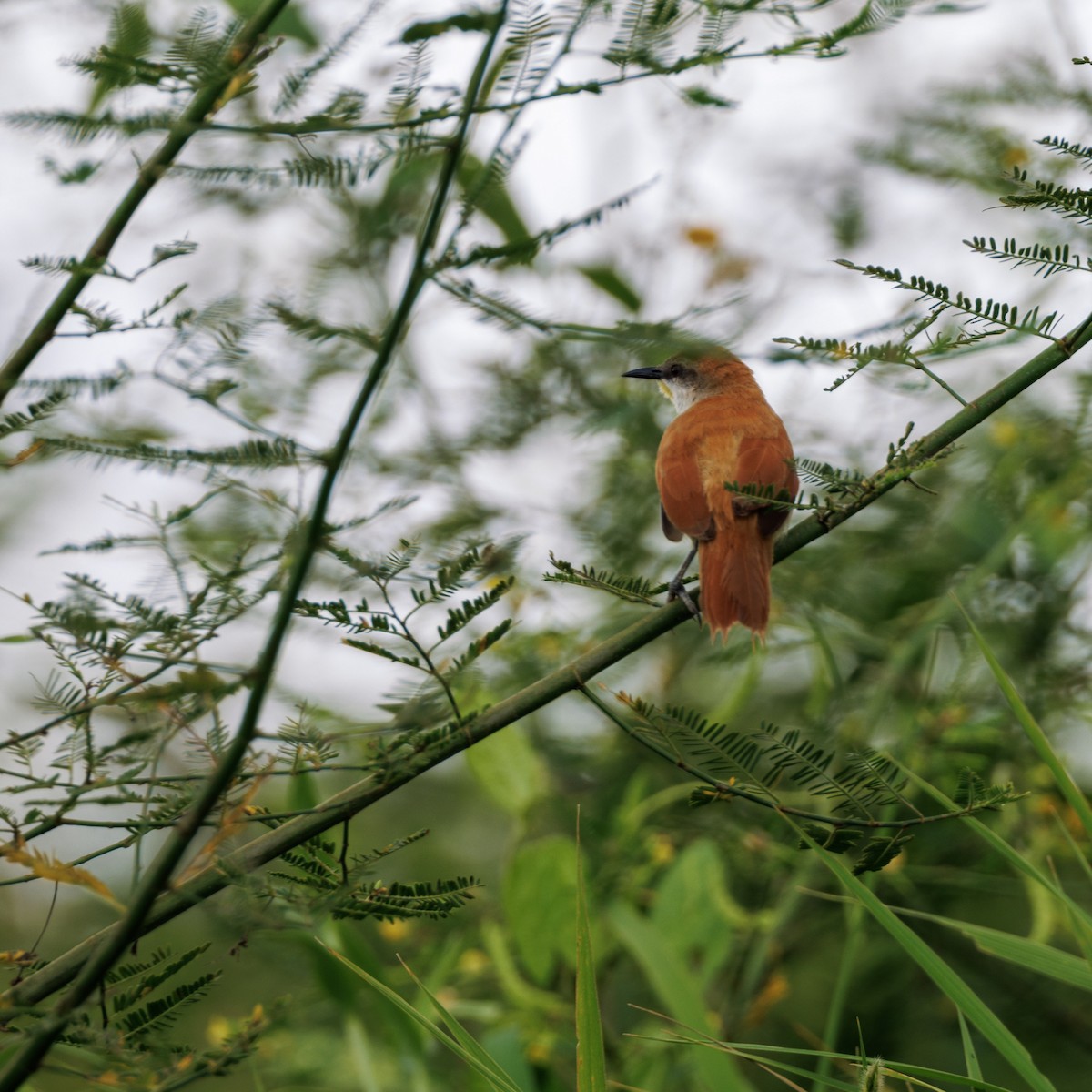 Yellow-chinned Spinetail - Luz S Cardona M