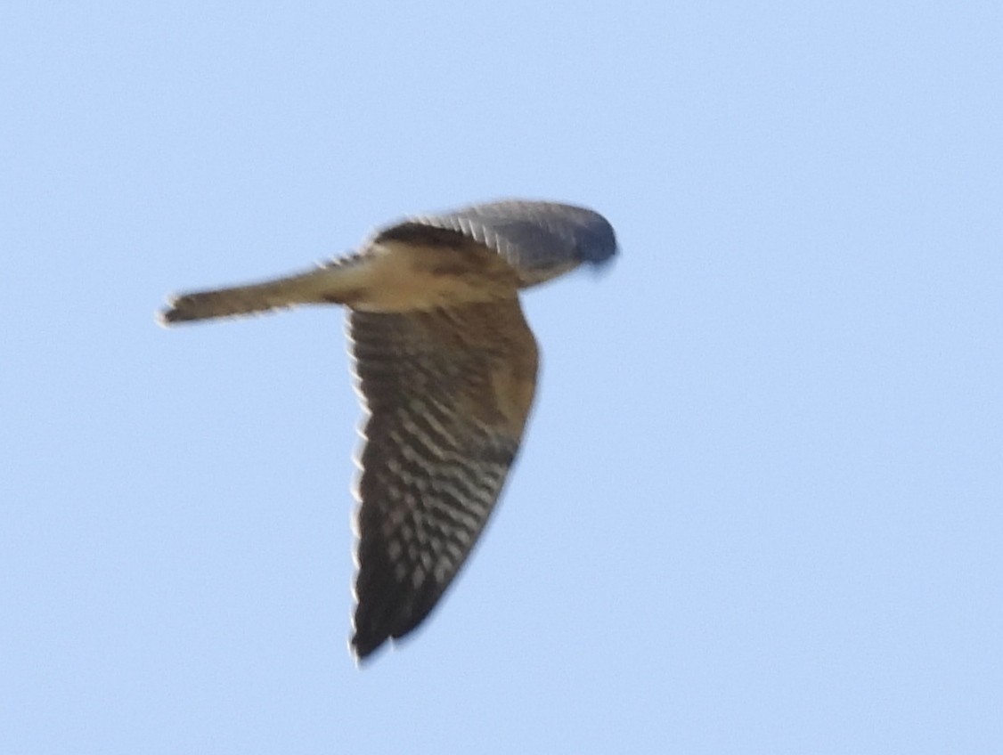 Red-footed Falcon - Henryk Sułek