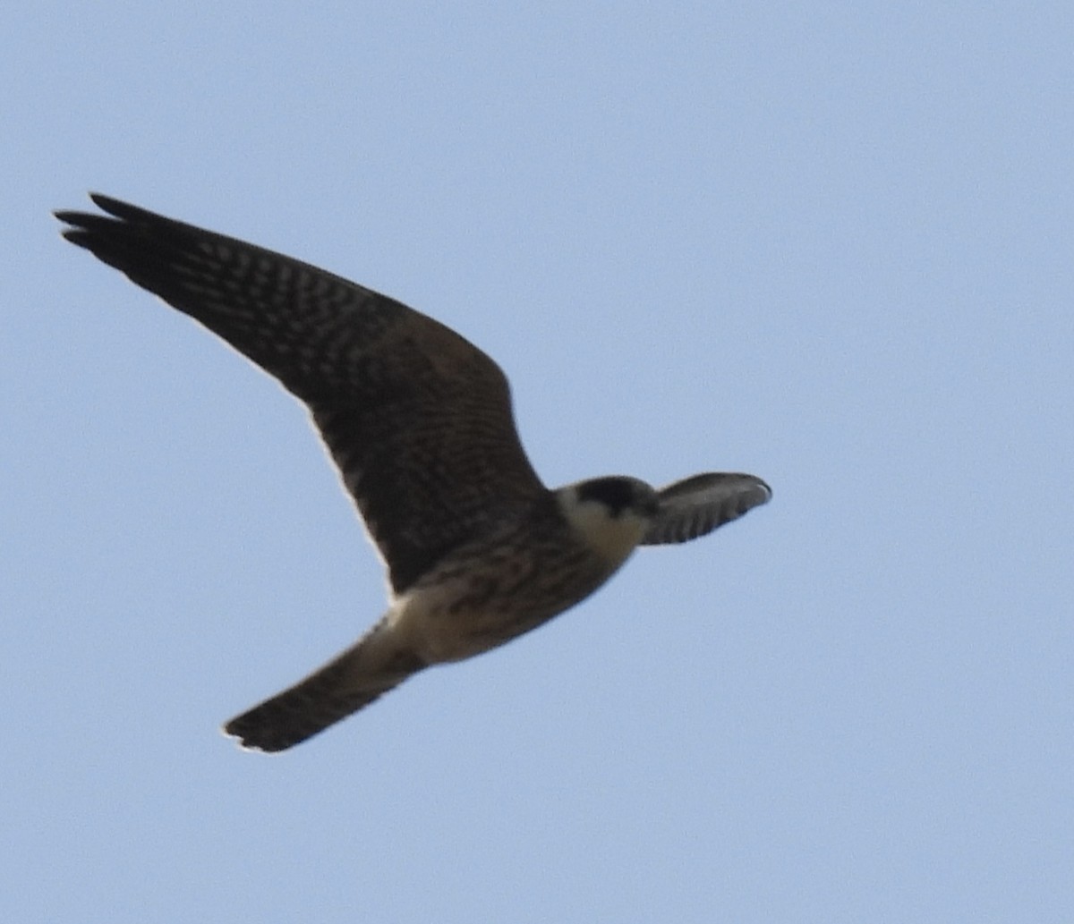 Red-footed Falcon - ML608683292