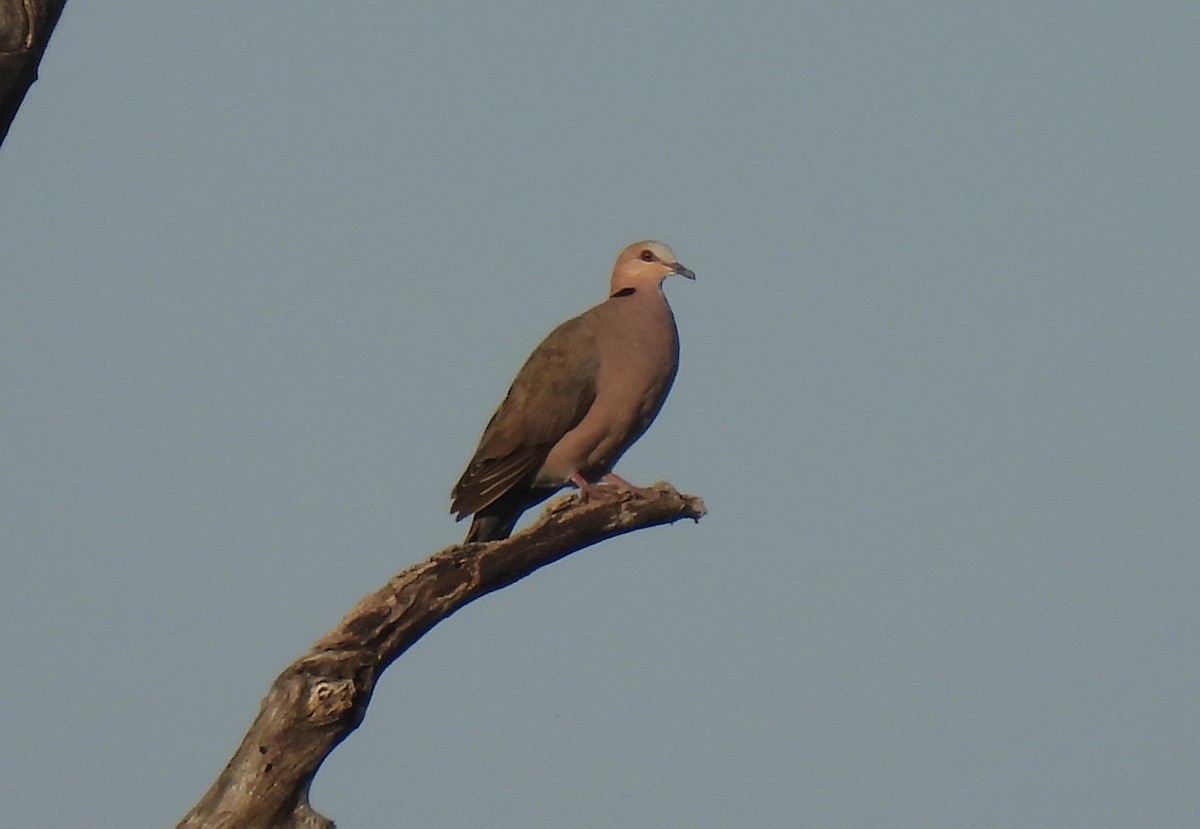 Red-eyed Dove - ML608683348