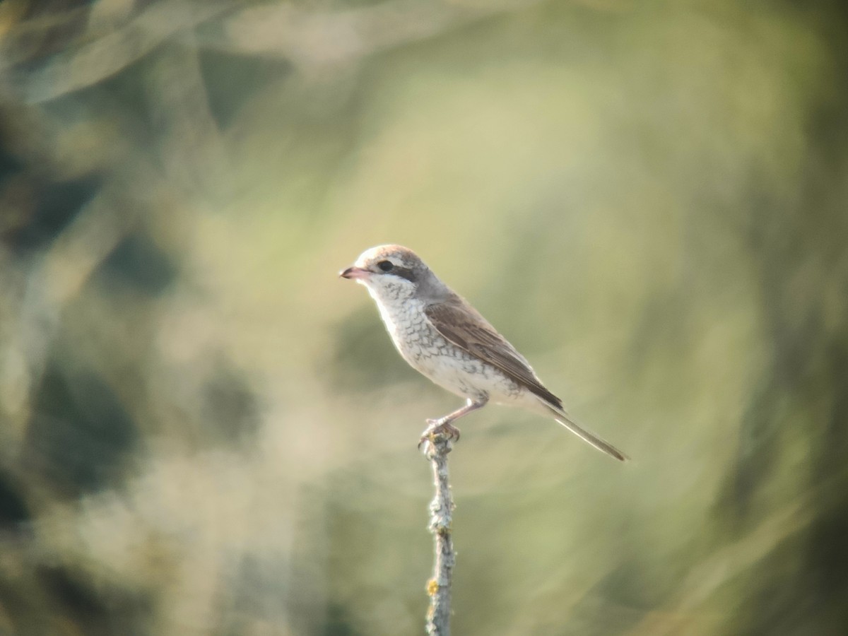 Red-backed Shrike - David Bradnum