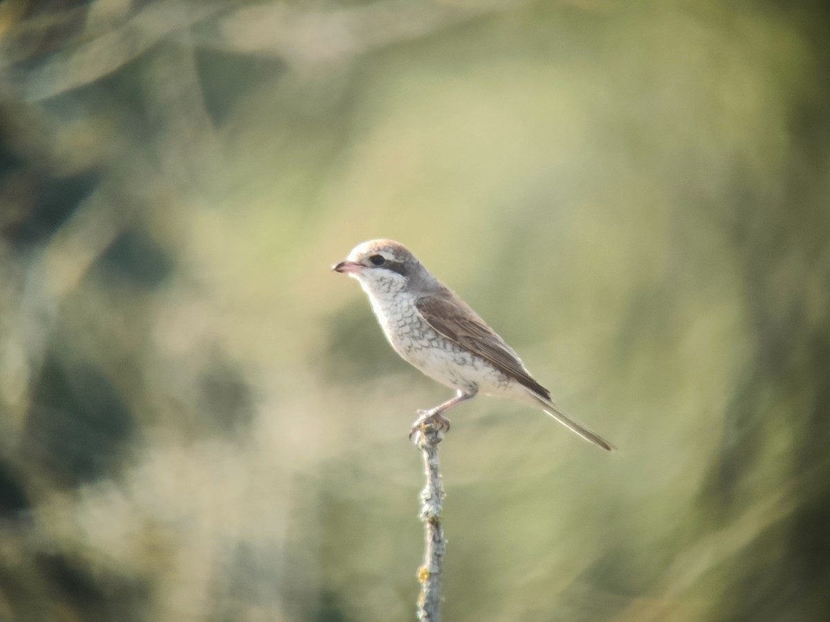 Red-backed Shrike - ML608683372