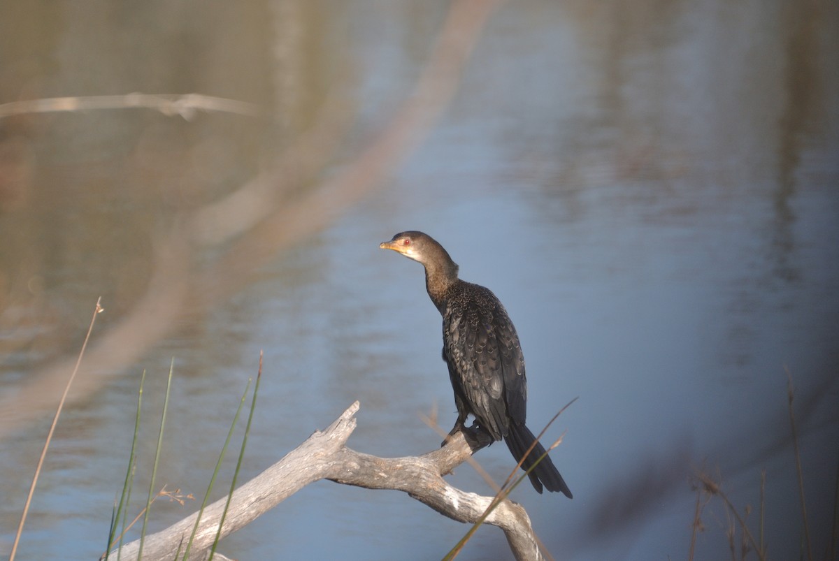 Long-tailed Cormorant - ML608683534