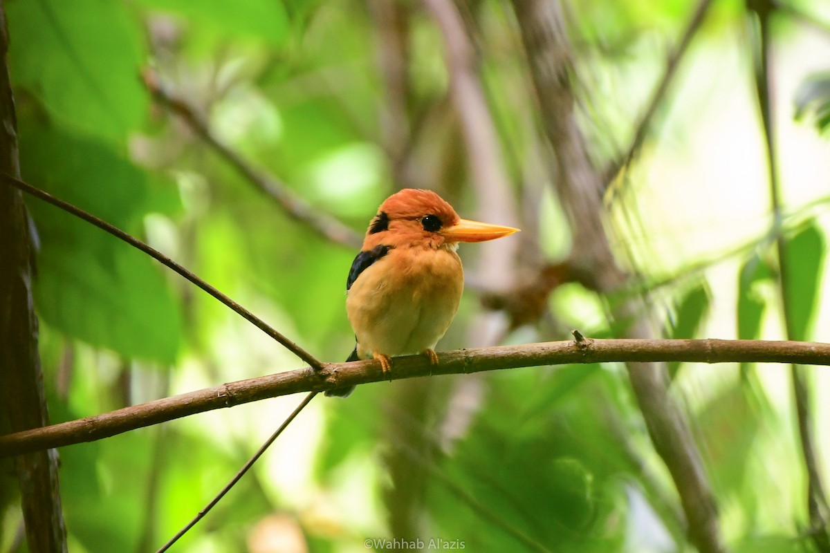 Red-breasted Paradise-Kingfisher - ML608683562