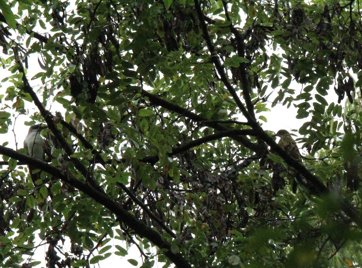 Yellow-billed/Black-billed Cuckoo - ML608683564