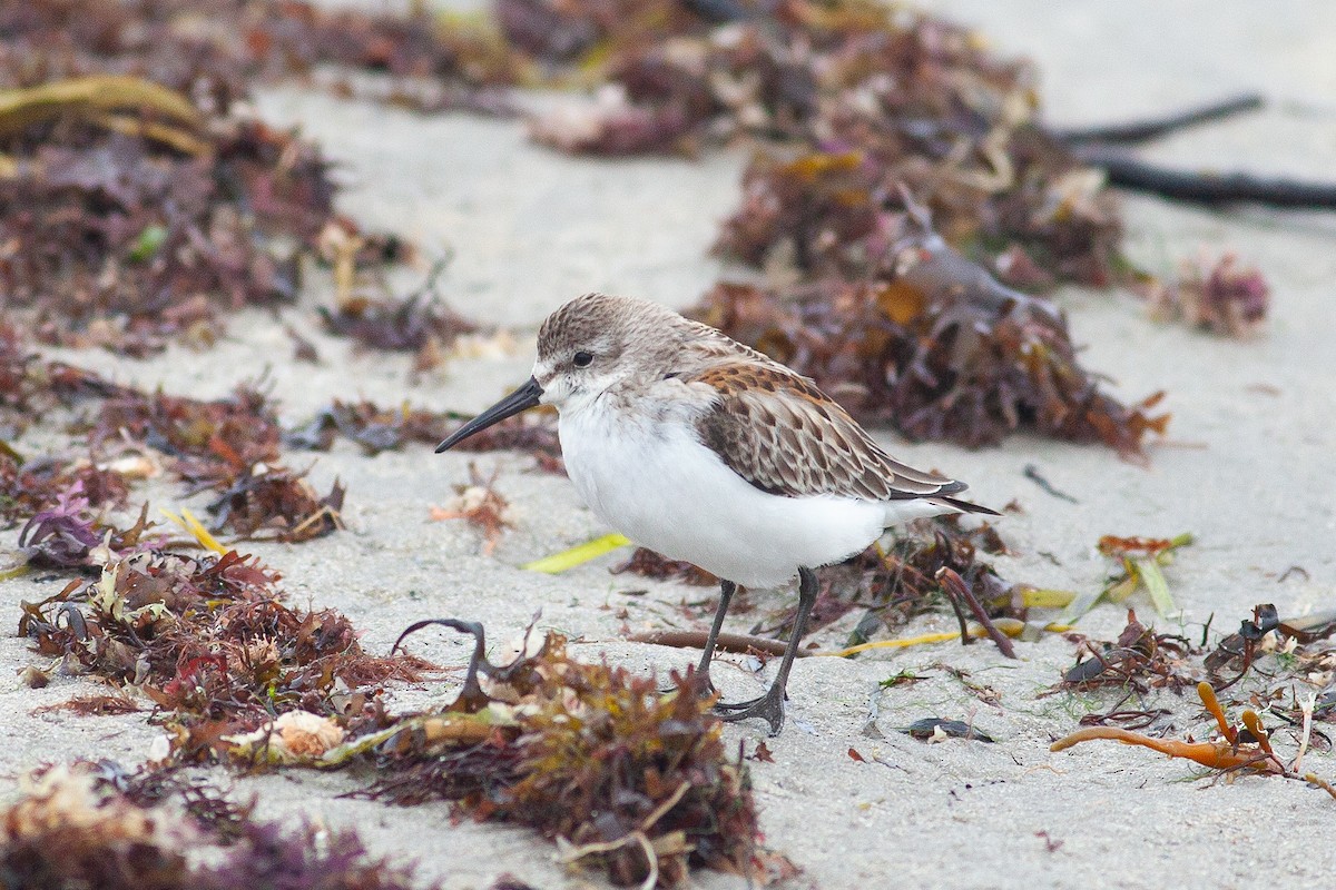 Western Sandpiper - Tom Foley