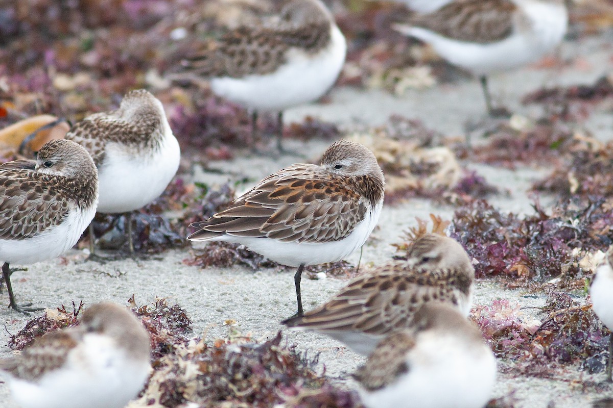 Western Sandpiper - ML608683598