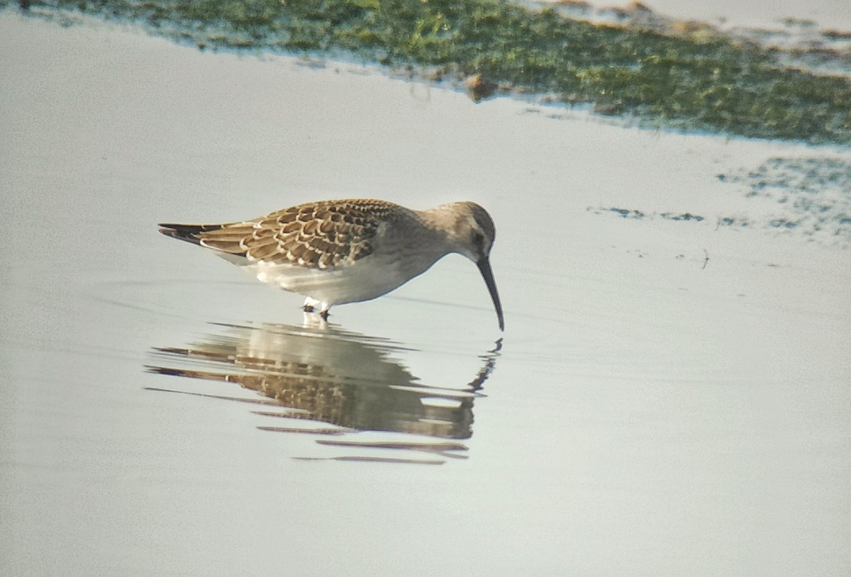 jespák křivozobý - ML608683609