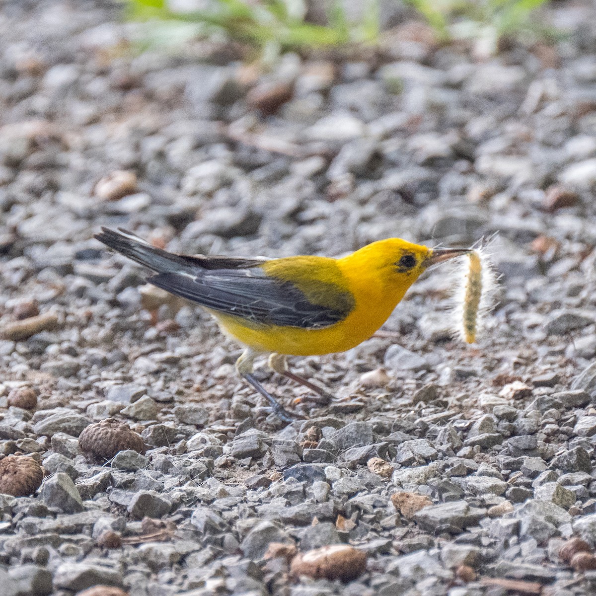 Prothonotary Warbler - ML608683650