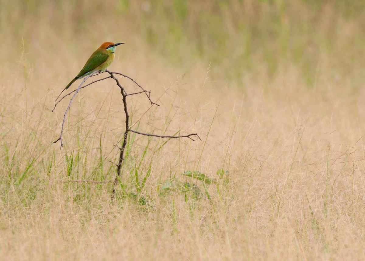 Asian Green Bee-eater - ML608683655