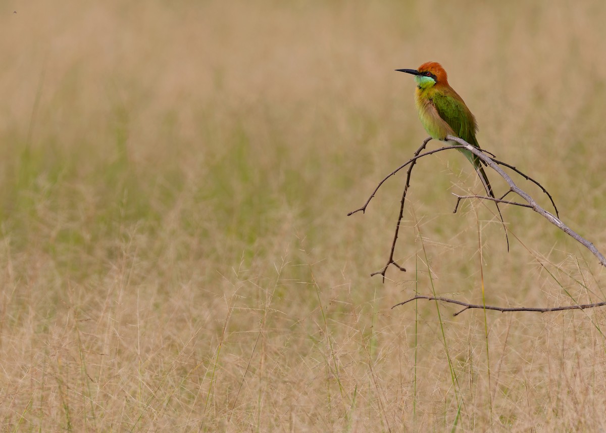 Asian Green Bee-eater - ML608683656