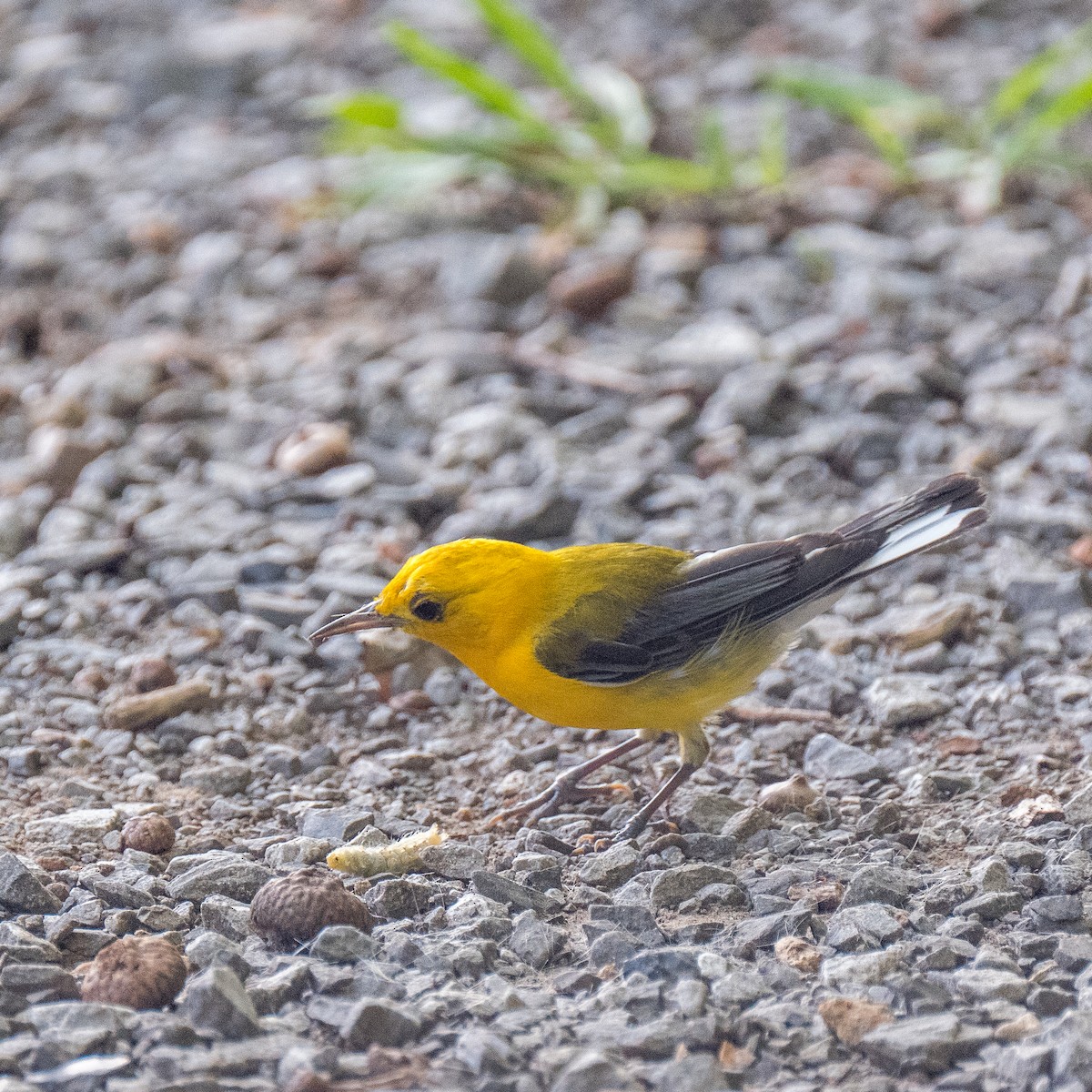 Prothonotary Warbler - ML608683658