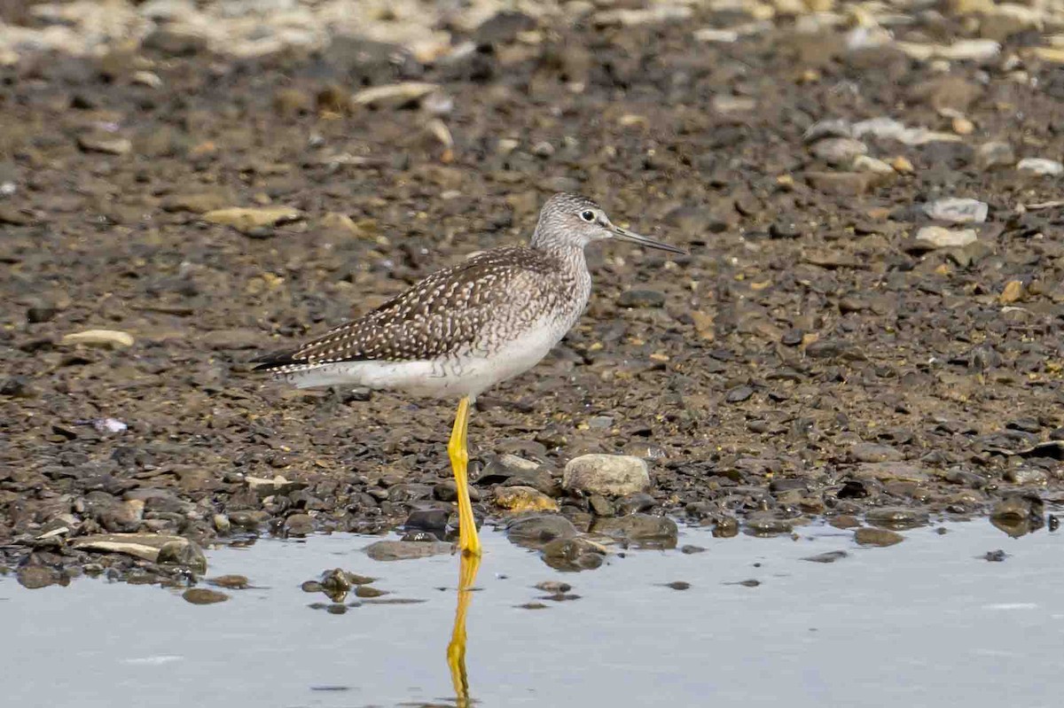 Greater Yellowlegs - Frank King