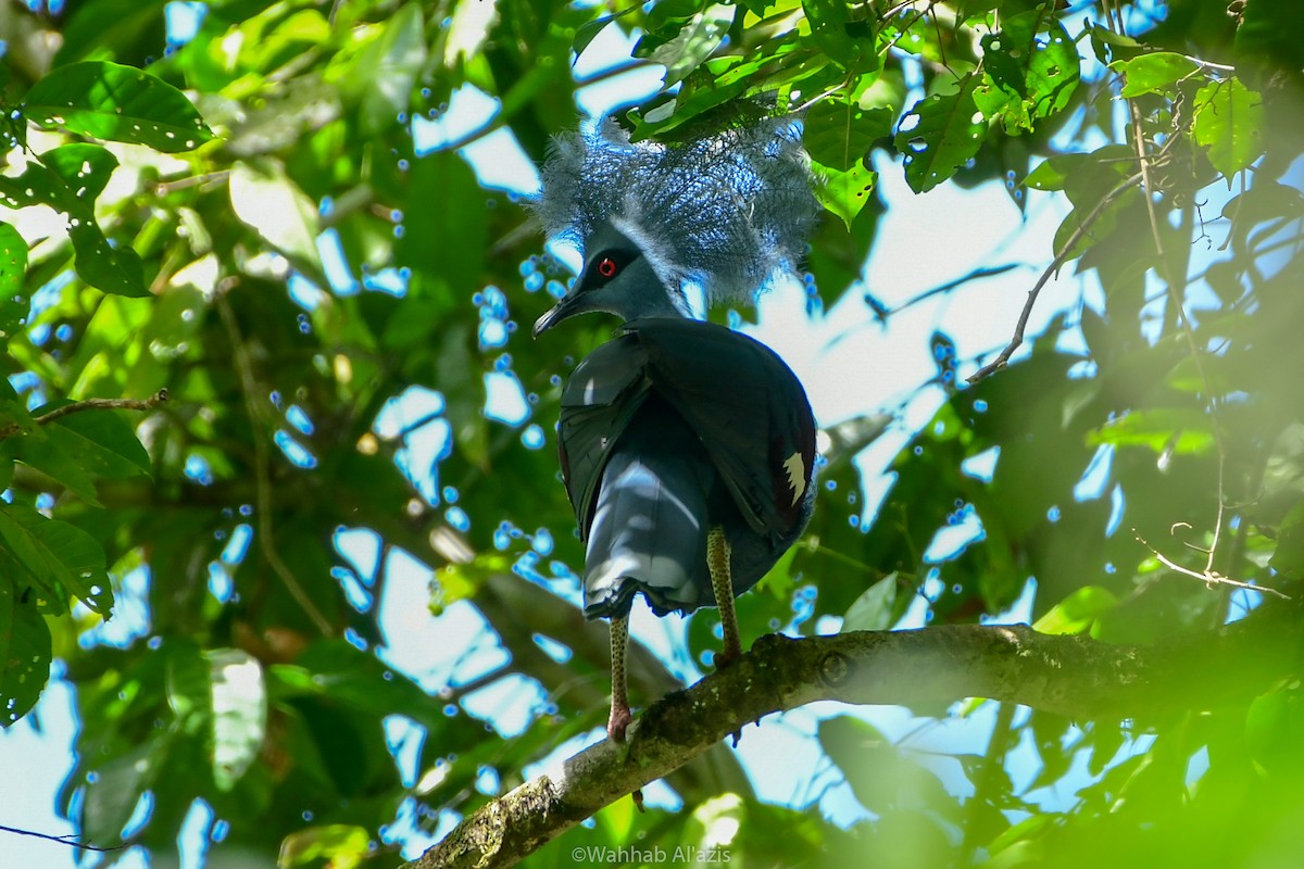 Western Crowned-Pigeon - ML608683817