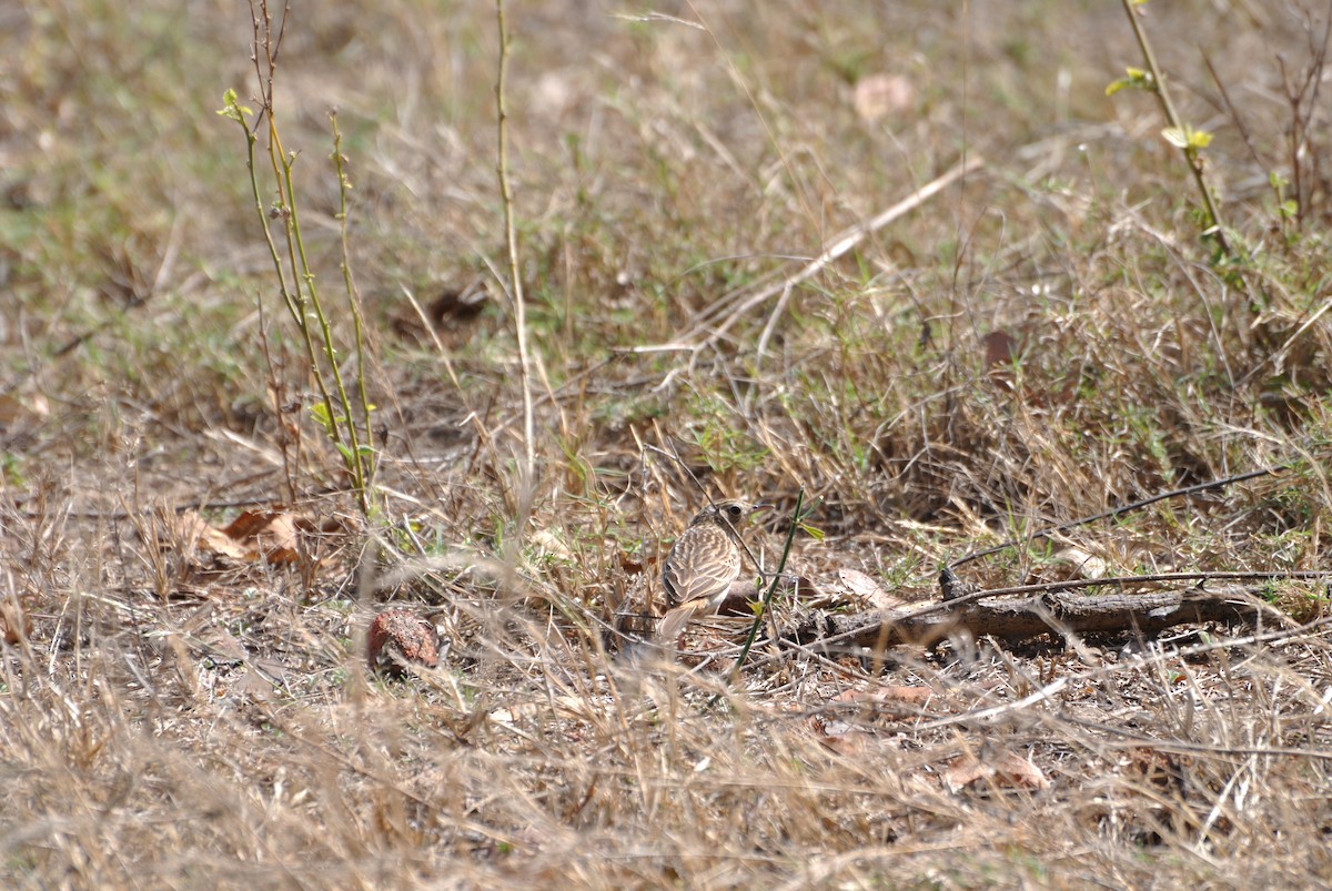 Bush Pipit - ML608683928