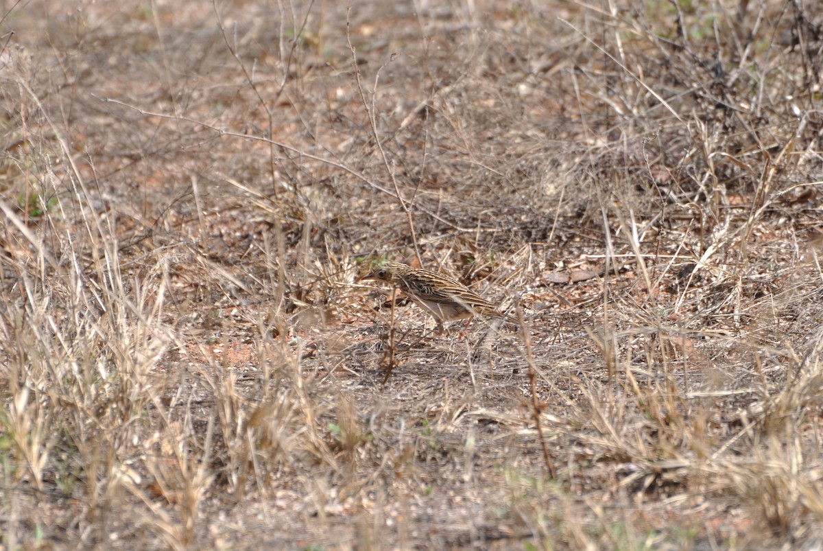 Bush Pipit - ML608683929