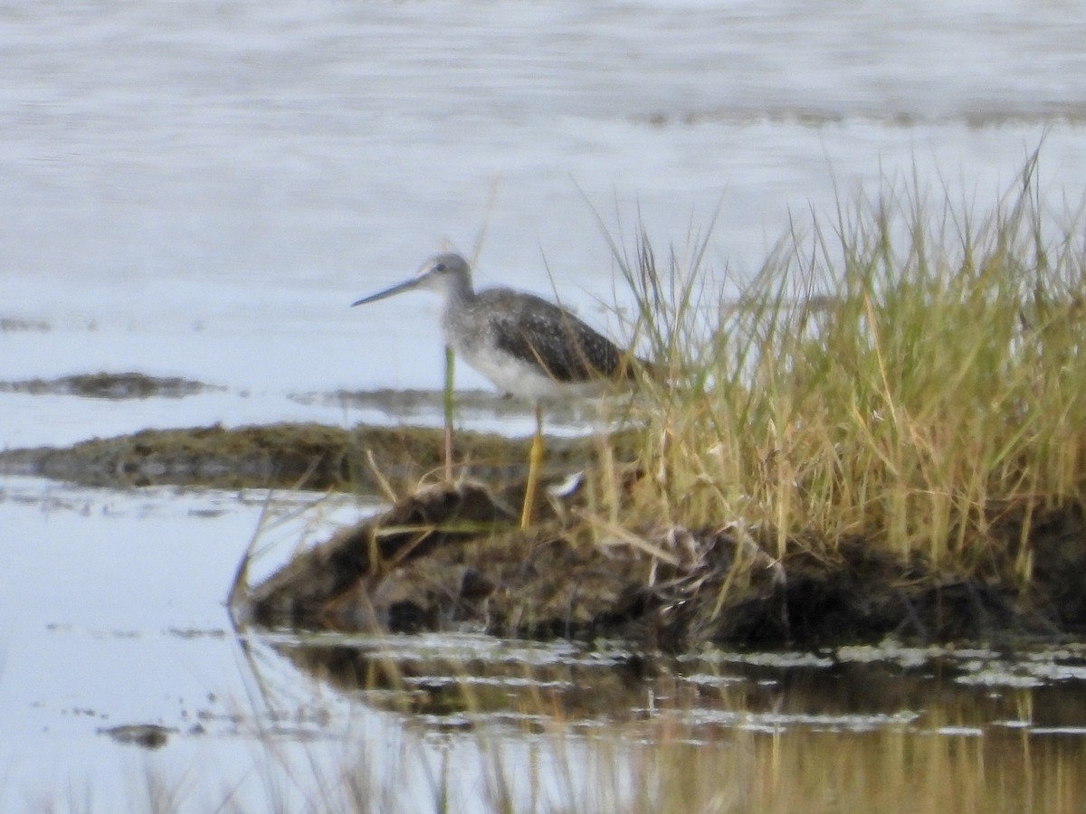 Greater Yellowlegs - Sophie Bourdages