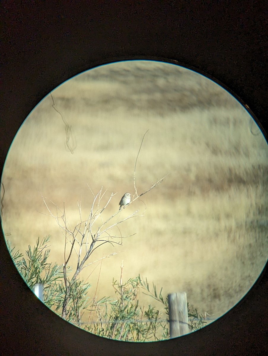 Vesper Sparrow - ML608683951