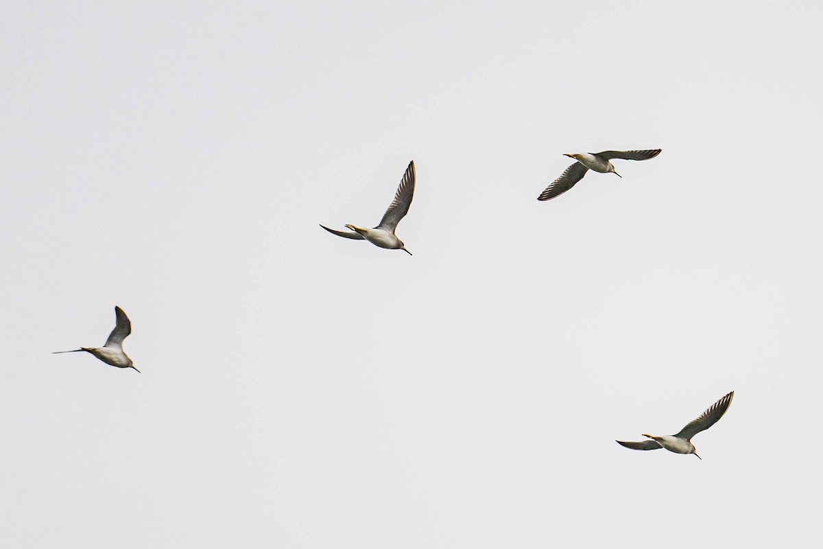 Lesser Yellowlegs - ML608683999