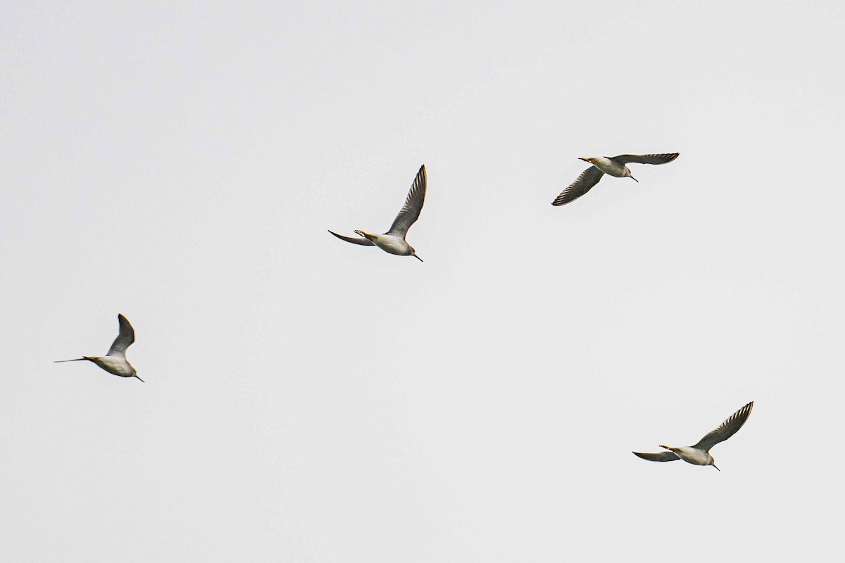 Lesser Yellowlegs - Frank King